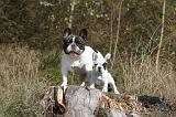 BOULEDOGUE FRANCAIS 275